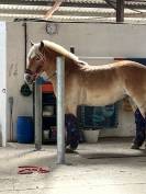 HAFLINGER 9 ANS 1M50