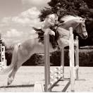 HAFLINGER 9 ANS 1M50