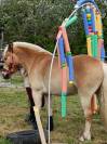 HAFLINGER 9 ANS 1M50