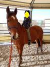 Cheval cruzado