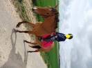 Cheval cruzado