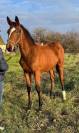 Pouliche 2 ans anglo arabe 