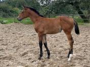 Pouliche 2 ans anglo arabe 