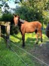 Pouliche 2 ans anglo arabe 