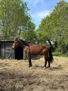 Pouliche 2 ans anglo arabe 