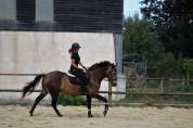 À vendre Hongre de 12 ans 