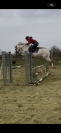 Poney Connemara 