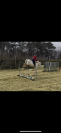 Poney Connemara 