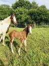 Belle et chic yearling sf par Taalex sf