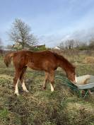 Belle et chic yearling sf par Taalex sf