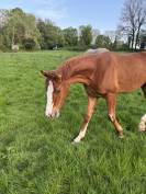 Belle et chic yearling sf par Taalex sf