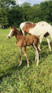 Belle et chic yearling sf par Taalex sf