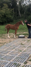 Belle et chic yearling sf par Taalex sf