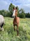 Belle et chic yearling sf par Taalex sf