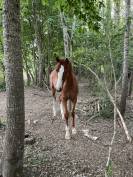 Belle et chic yearling sf par Taalex sf