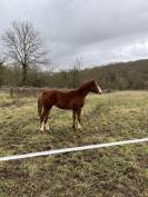 Belle et chic yearling sf par Taalex sf