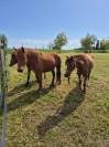 Ponette de sport