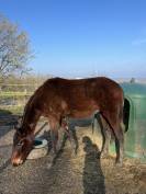 Très beau yearling sf par Jilbert van y ruytershof 