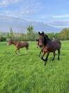 Très beau yearling sf par Jilbert van y ruytershof 