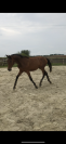 Très beau yearling sf par Jilbert van y ruytershof 