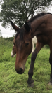 Très beau yearling sf par Jilbert van y ruytershof 