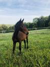 Très beau yearling sf par Jilbert van y ruytershof 
