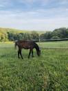 Très beau yearling sf par Jilbert van y ruytershof 