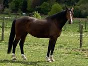 Gelding Belgian Half Blood For sale 2015 Bay