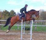 Gelding Belgian Half Blood For sale 2015 Bay