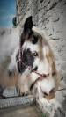 Hongre 8 ans gypsy cob