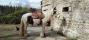 Hongre 8 ans gypsy cob