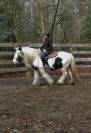 Hongre 8 ans gypsy cob