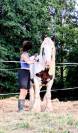 Hongre 9 ans gypsy cob
