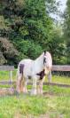 Hongre 9 ans gypsy cob