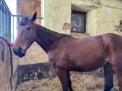 Pouliche de 5 ans 