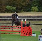 Cheval BWP à vendre 