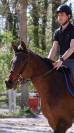 Cheval BWP à vendre 