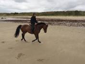 Cheval BWP à vendre 