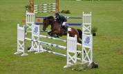Cheval BWP à vendre 