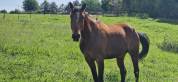 À VENDRE – INDIANA DE NÎMES, JUMENT SF DE 7 ANS