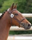 EXCELLENT PONEY D'AVENIR