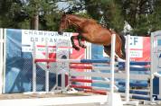 EXCELLENT PONEY D'AVENIR