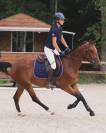 EXCELLENT PONEY D'AVENIR
