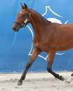 EXCELLENT PONEY D'AVENIR