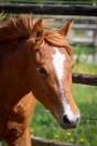 Puledro PFS Pony Francese da Sella In vendita 2024 Sauro ,  Champagne d'Ar Cus