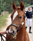 Puledro PFS Pony Francese da Sella In vendita 2024 Sauro ,  Champagne d'Ar Cus