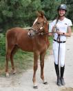Puledro PFS Pony Francese da Sella In vendita 2024 Sauro ,  Champagne d'Ar Cus