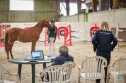 Puledro PFS Pony Francese da Sella In vendita 2024 Sauro ,  Champagne d'Ar Cus
