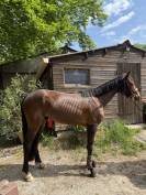 Hongre de 3 ans à vendre 
