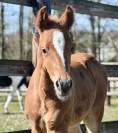 Colt French Saddle Pony For sale 2025 Liver chestnut